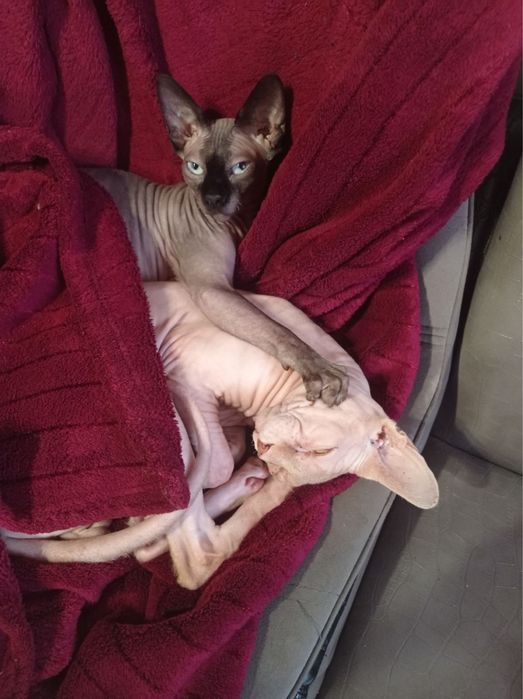 Сфінкс канадський вязка злучка сфинкс резинка вʼязка