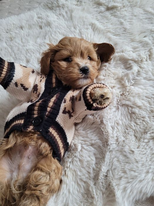 Uroczy piesek maltipoo F1