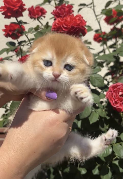 Гарнюнє кошенятко дівчинка 1,5 міс. Scottish fold
