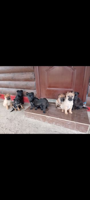 Віддам в добрі Руки Цуценят