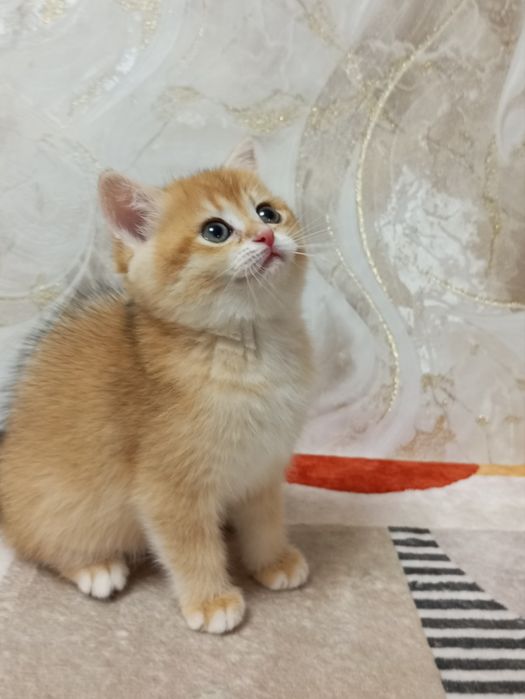 британська короткошерста дівчин. золота я шиншила ка