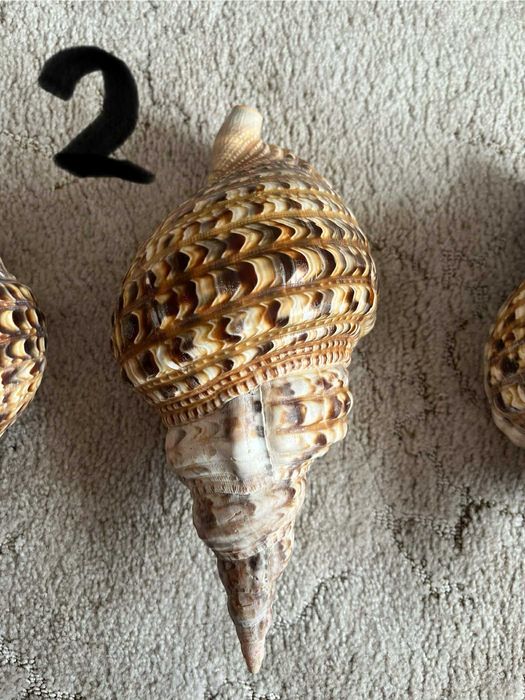 Muszla Trytona dekoracyjna