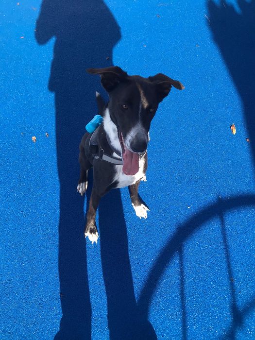 Cão para adoção com máxima urgência