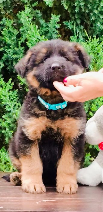 Німецька вівчарка