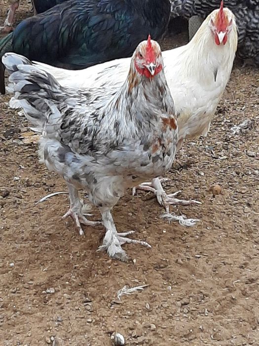 Vendo Marans de varias idades