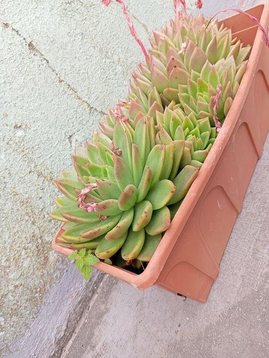 Echeveria Agavoides