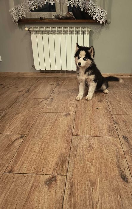 Syberian Husky suczka