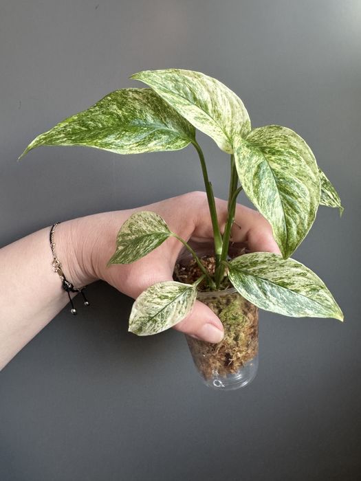 Monstera Laniata Mint