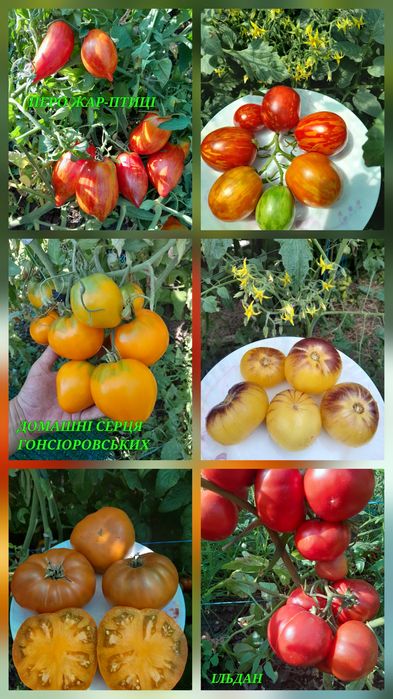 Насіння колекційних томатів