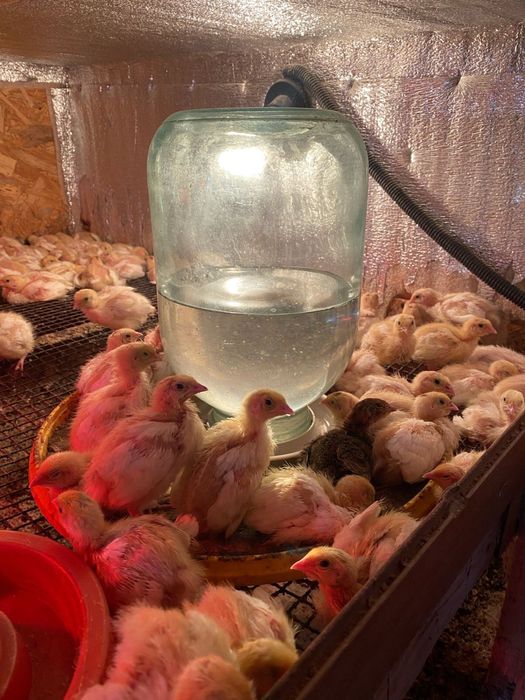 Продаються перепілки різного віку від суточних до тих хто вже несеться