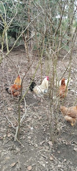 Kaczor indyjski, koguty, perliki