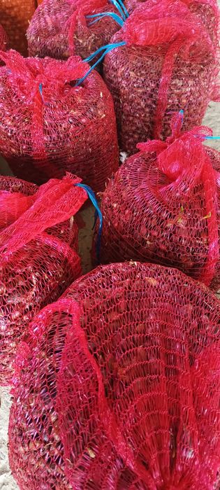 Cebula Dymka holenderska