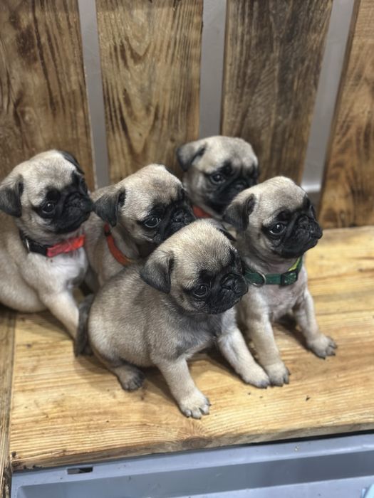 Мопси (FCI) КСУ. Доставка закордон