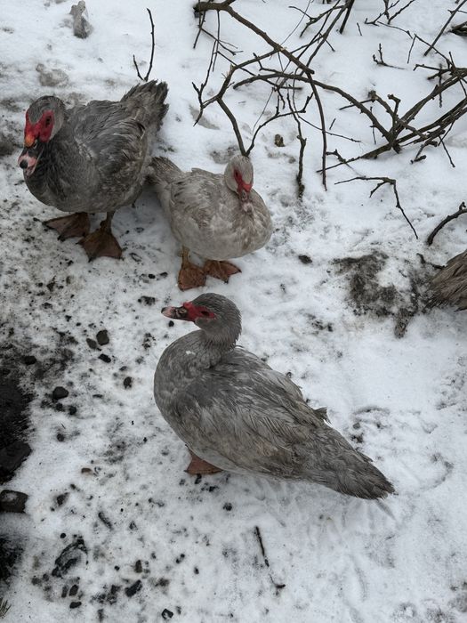 Качки шипуни лавандові, вік 8 місяців