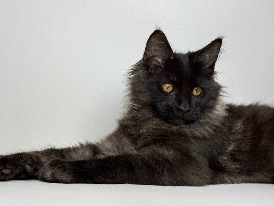 Мейн-кун чорний хлопчик — породистий, клубний, документи WCF