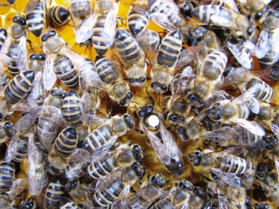 Пчеломатки Карника инструментальной инсеминации.