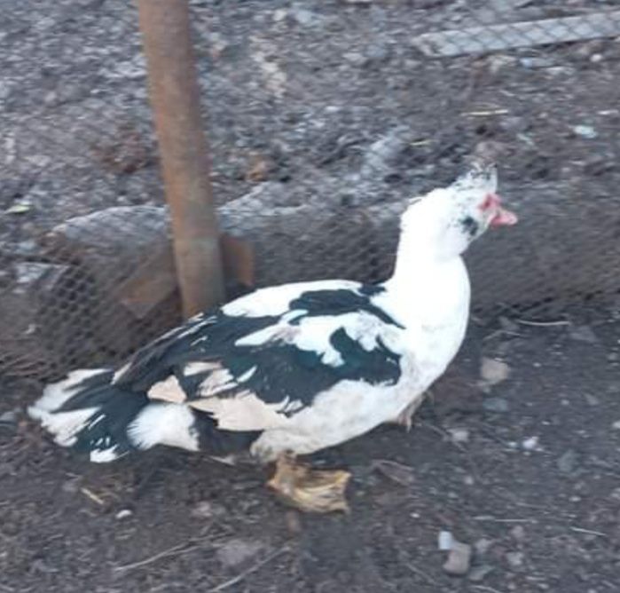 Обмен качек на курочек.