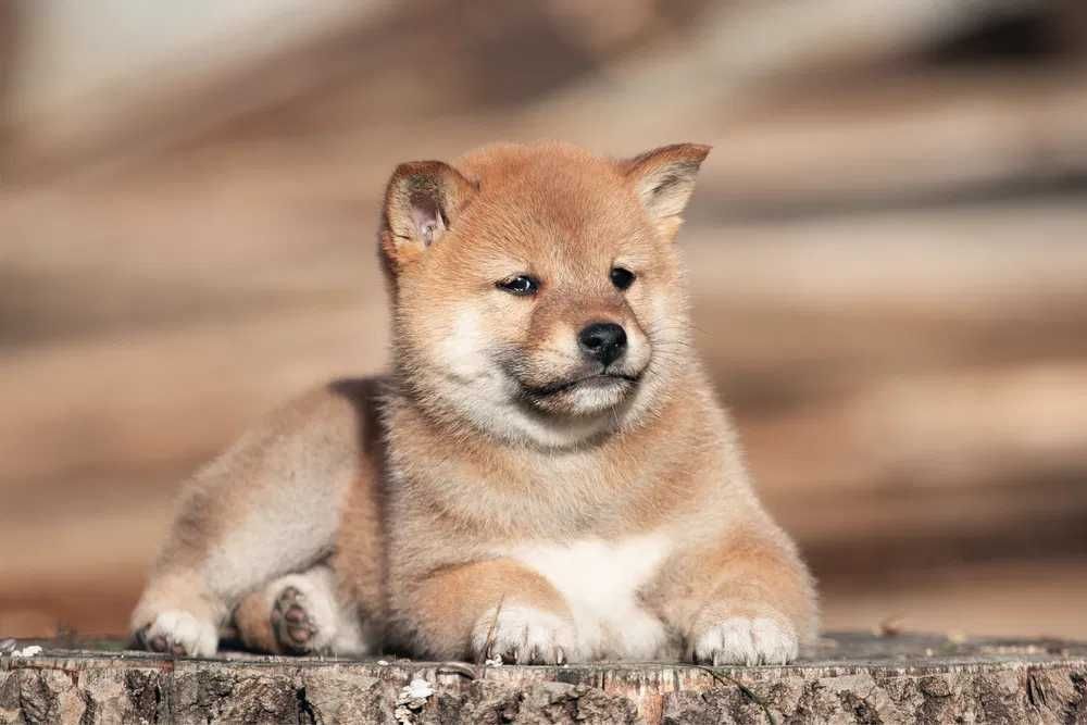 SHIBA INU disponível