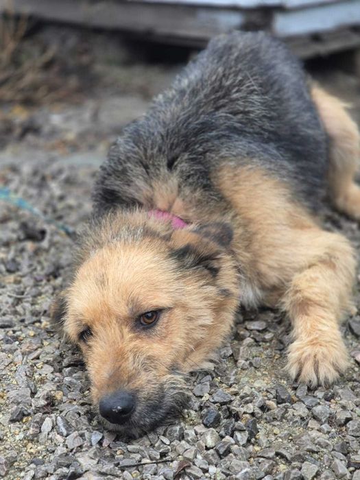 Fraszka czeka na kochający dom