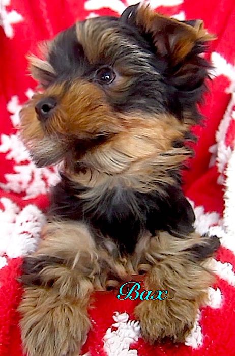 York chłopczyki z Bolesławca .