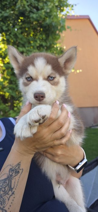 Husky piękne z rodowodem