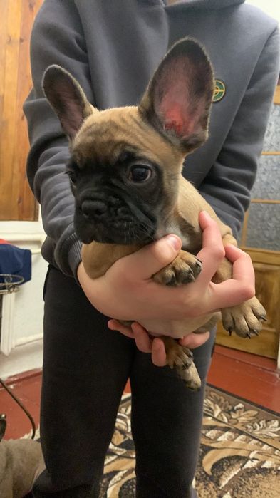 Продаються чудові цуценята французького бульдога?Ціна договірна?