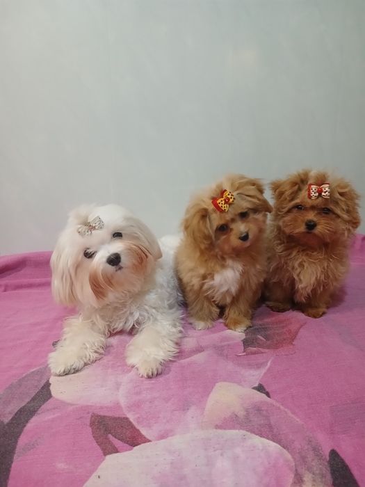 2 шикарные мальтипушки 3 мес.