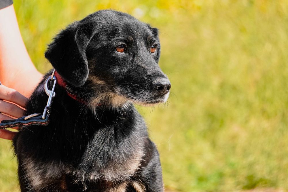 Poke - niewielki piesek