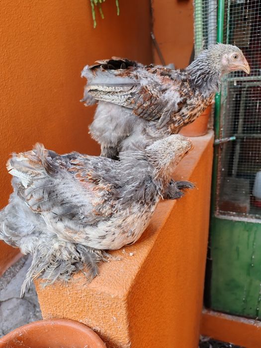 Galos Brahmas juvenis 26