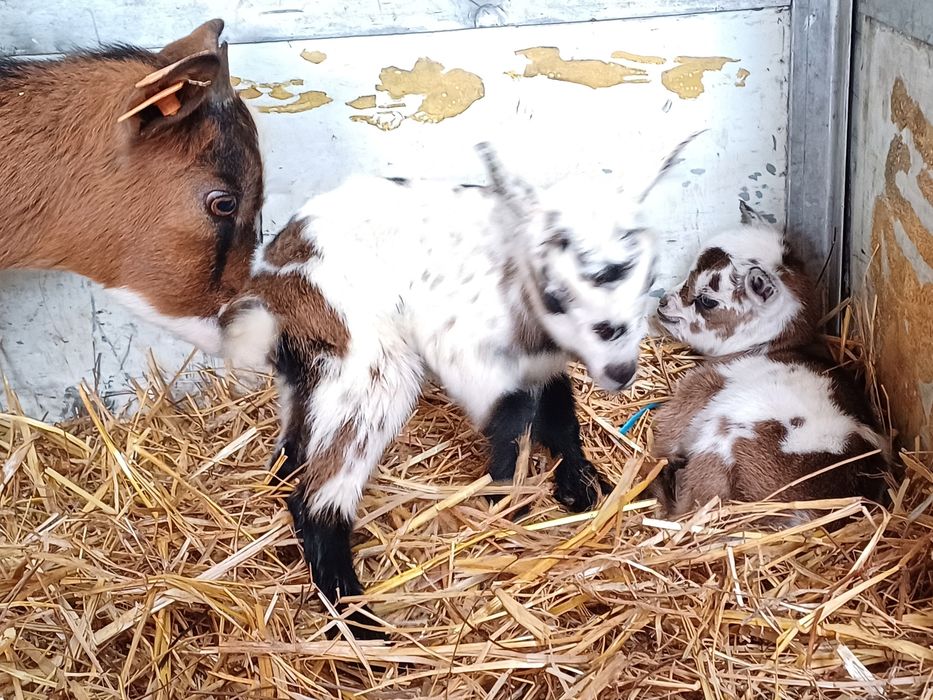 Cabritos de estimação - (Micro Anões)