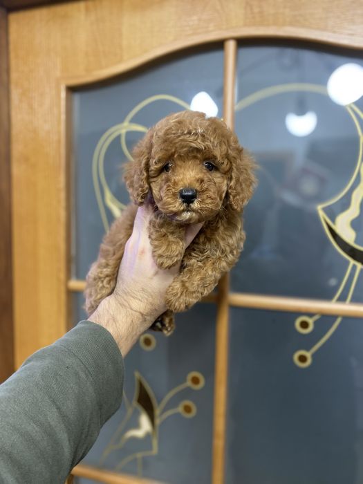 Гарна дівчинка мальтіпу