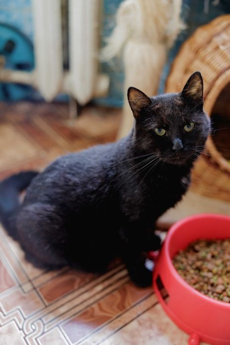 Душа компанії - котусік Філ засидівся в притулку, лагідний та ніжний