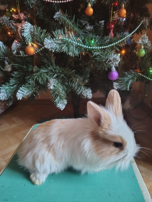 Декоративні кролики