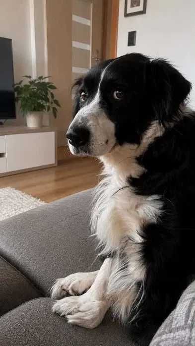 Border Collie pies badania