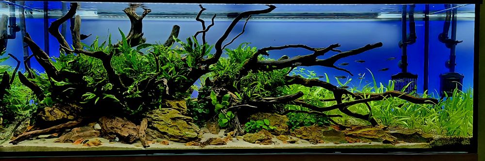 Akwarium Aranżacja