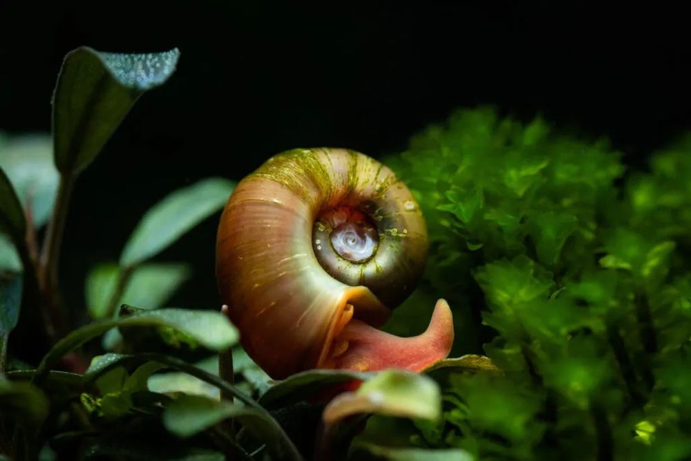Caracol Aquario Planorbis Corneus