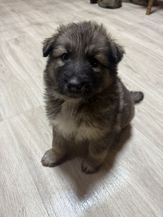 Вівчарки метизи тато Алвбай