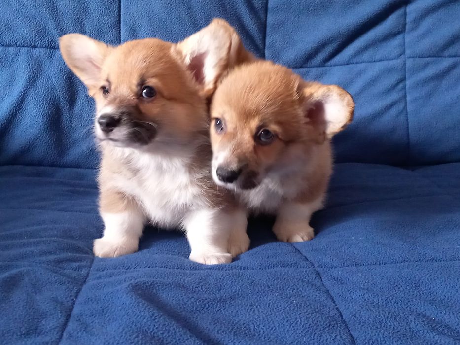 Дівчата коргі пемброк