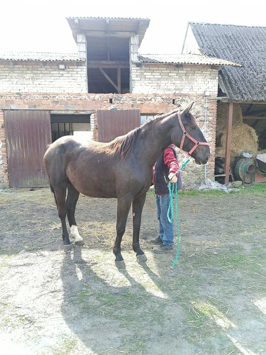 Klacz śląska LUKRECJA