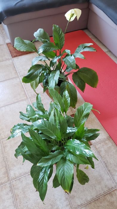 Спаціфілум. (жіноче щастя)