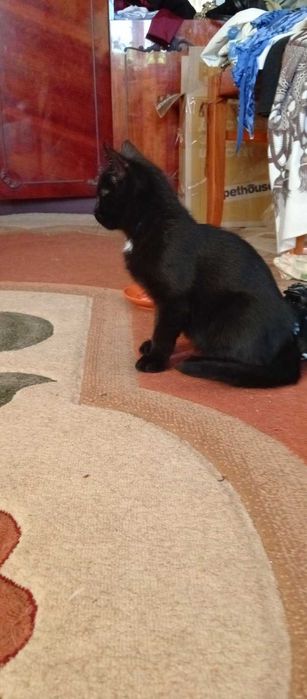 Котята в хорошие руки