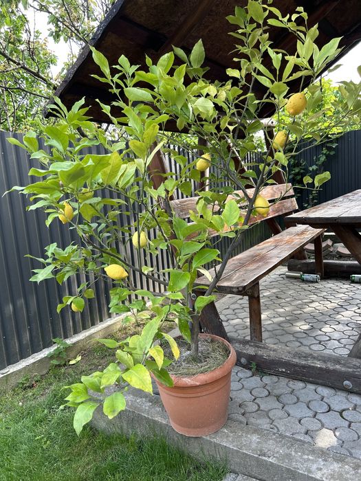Лимони домашні