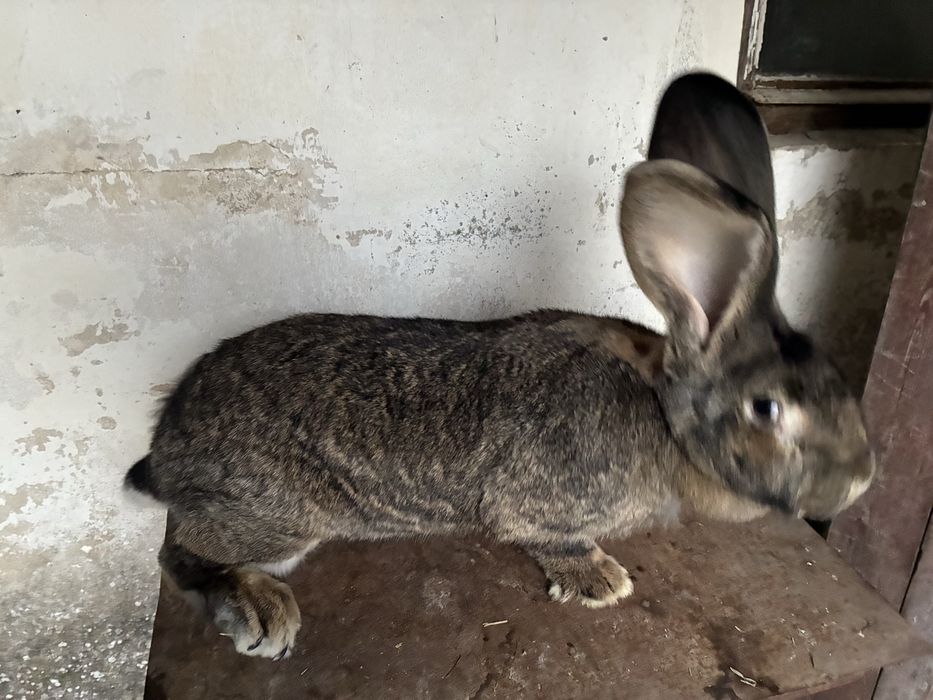 Belgijski olbrzym szary