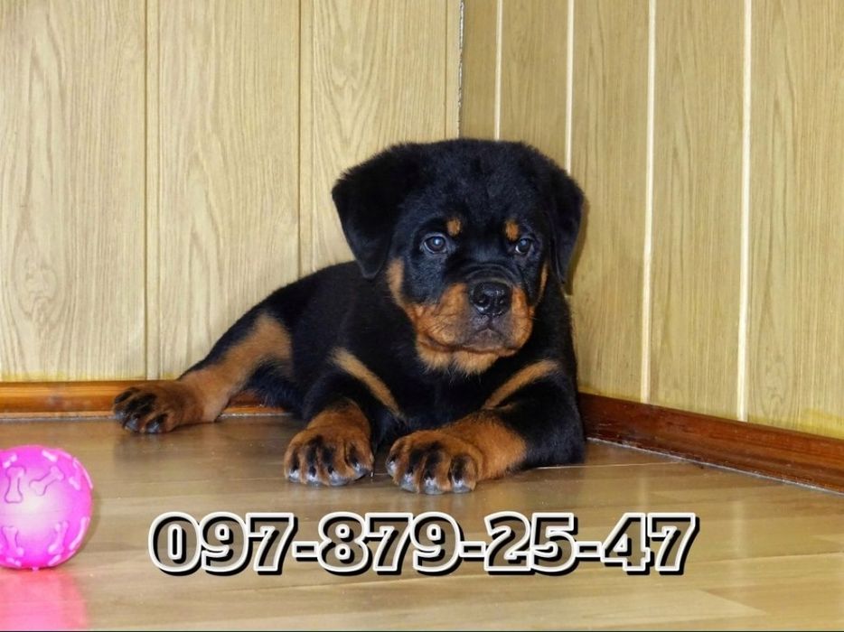Найкращі щеночки ротвейлера!