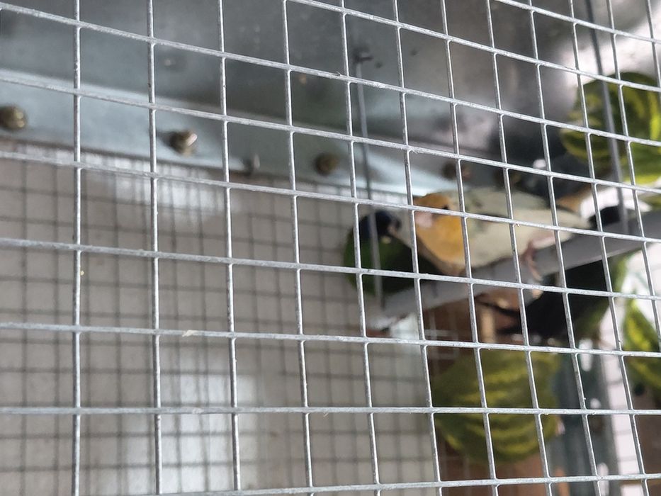 Diamante papagaio macho.