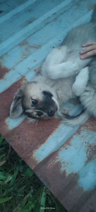 Щенки  не породистые