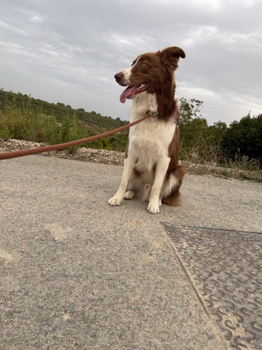 Border collie macho procura namorada
