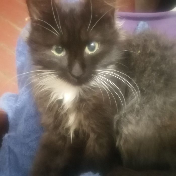 Віддам котика на перетримку