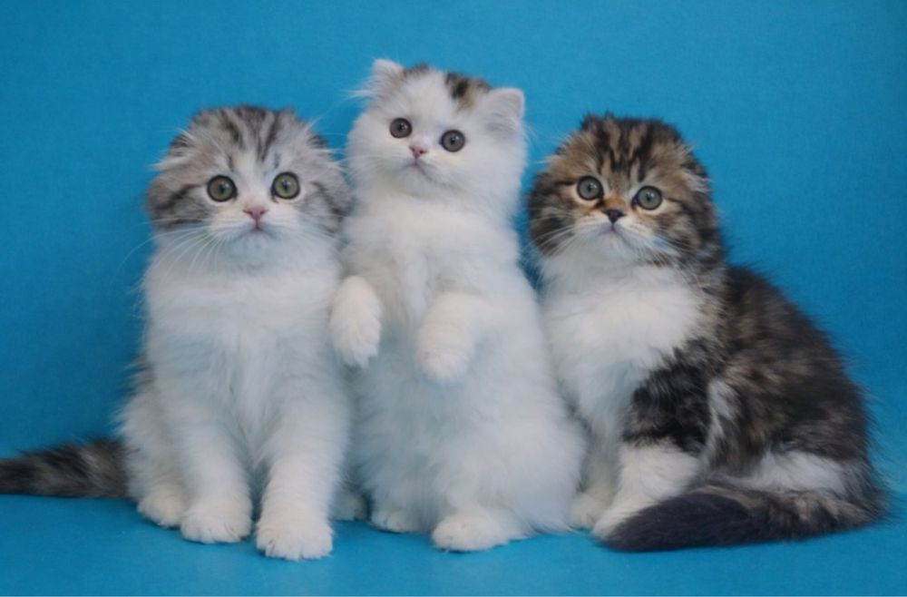 Сладко-сливочные малыши