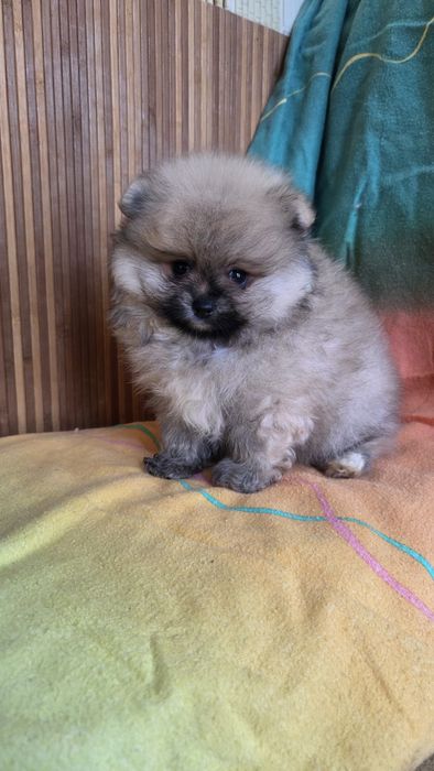 Померанский шпиц мишка